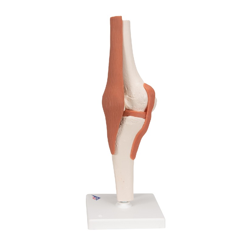 3B Scientific Functional Knee Joint Model | Health and Care